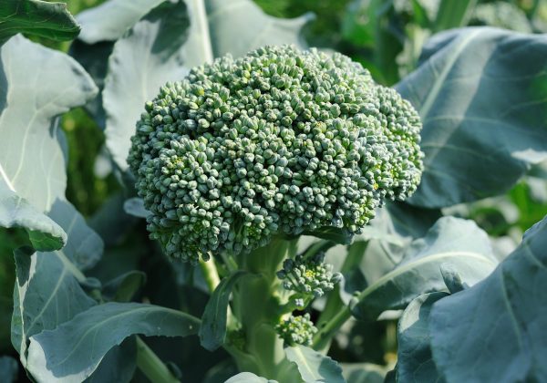Broccolo - Proprietà e Benefici