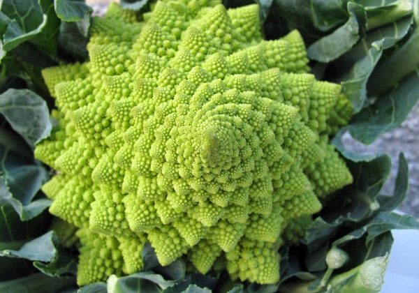 Broccolo Romanesco - Proprietà e Benefici